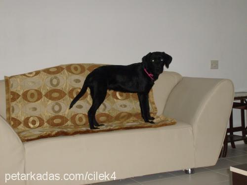 mayla Dişi Labrador Retriever