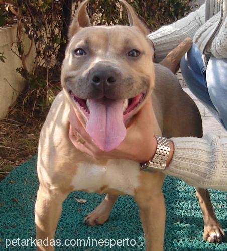 barbariska Dişi Amerikan Staffordshire Terrier