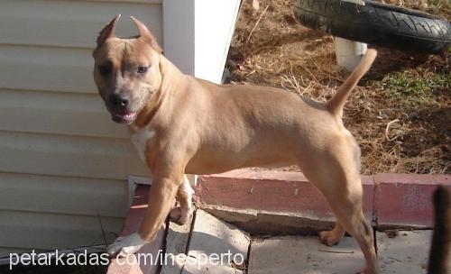 barbariska Dişi Amerikan Staffordshire Terrier