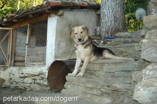 sezar Erkek Golden Retriever