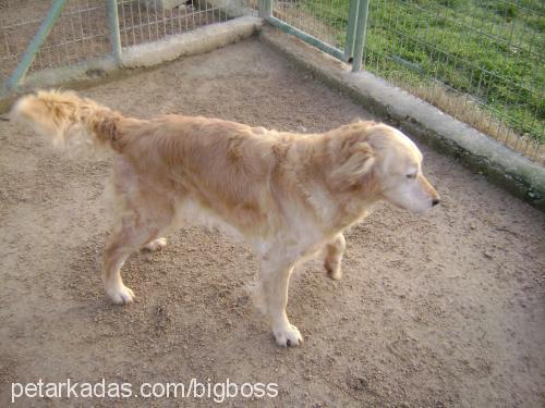 angella Dişi Golden Retriever