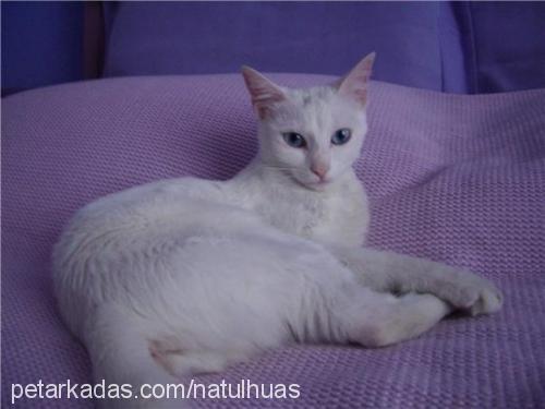 pamuk Dişi Ankara Kedisi (Angora)