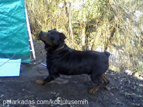 kocamex Erkek Rottweiler