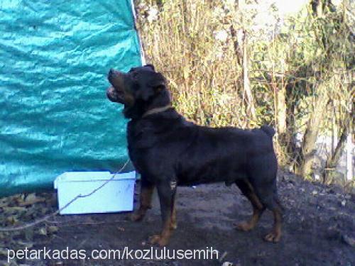 kocamex Erkek Rottweiler