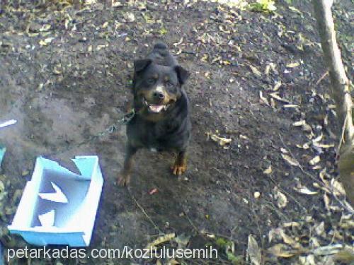 kocamex Erkek Rottweiler