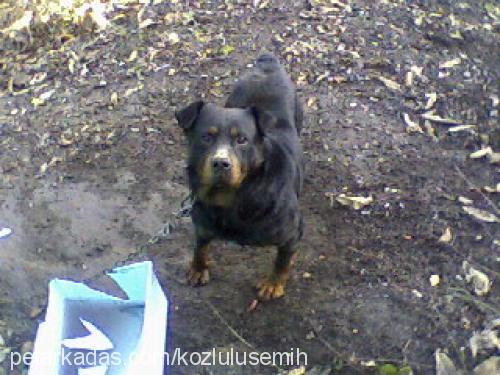 kocamex Erkek Rottweiler