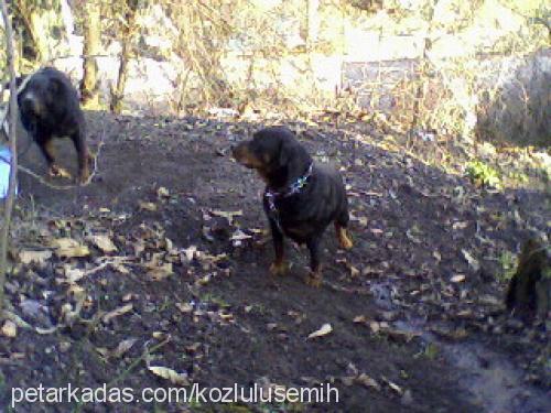 leydi Dişi Rottweiler