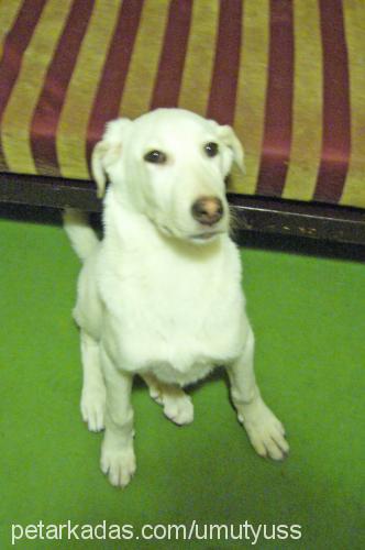 carmen Dişi Labrador Retriever