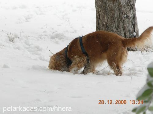 hhera Dişi İngiliz Cocker Spaniel