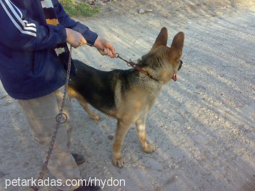 bulut Erkek Alman Çoban Köpeği