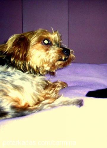 boncuk Dişi Yorkshire Terrier