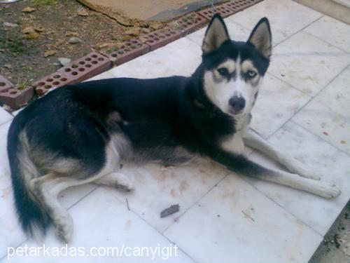 maya Dişi Sibirya Kurdu (Husky)