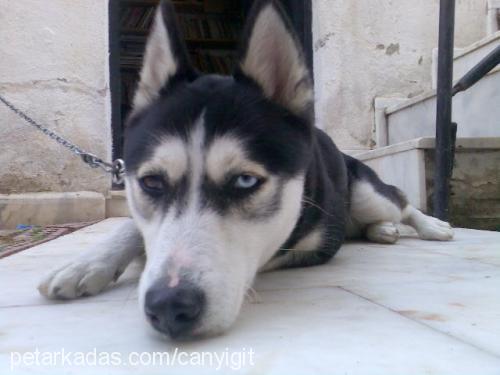 maya Dişi Sibirya Kurdu (Husky)