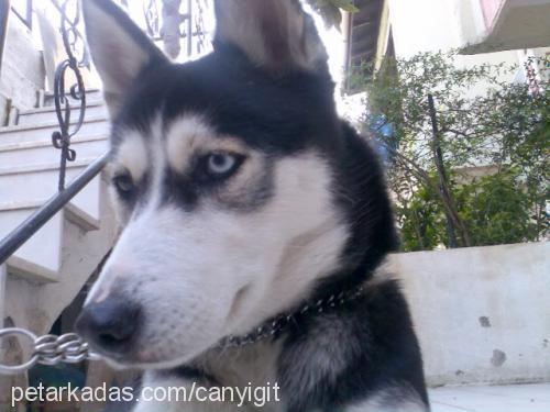 maya Dişi Sibirya Kurdu (Husky)