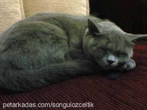 nazlı Dişi British Shorthair