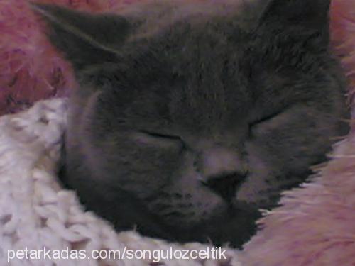 nazlı Dişi British Shorthair