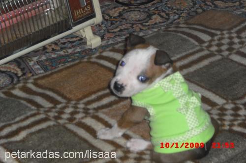 lisaaa Dişi Amerikan Pitbull Terrier