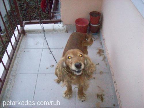 cherry Erkek İngiliz Cocker Spaniel