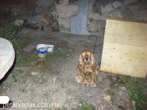 cherry Erkek İngiliz Cocker Spaniel