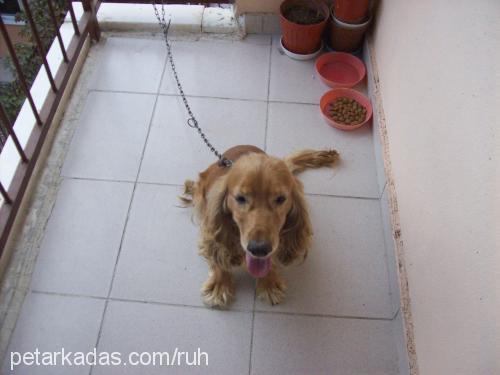 cherry Erkek İngiliz Cocker Spaniel