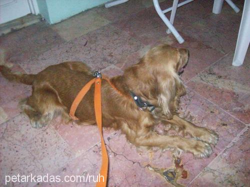 cherry Erkek İngiliz Cocker Spaniel