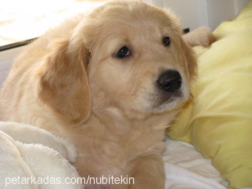 cookie Dişi Golden Retriever