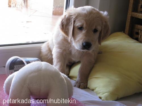 cookie Dişi Golden Retriever