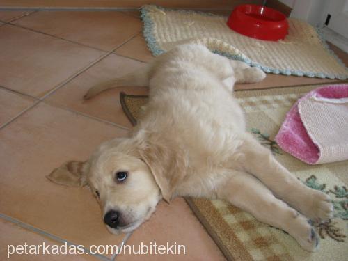 cookie Dişi Golden Retriever