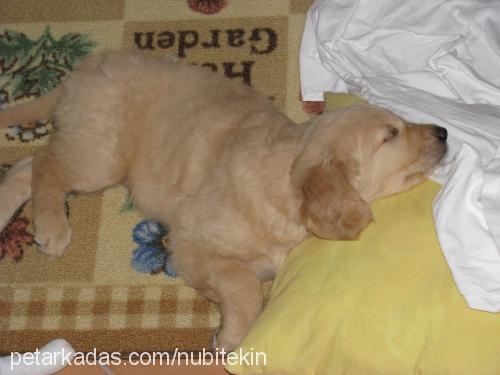 cookie Dişi Golden Retriever