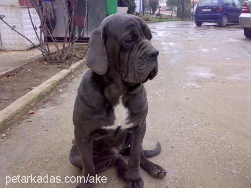 shela Dişi Napoliten Mastiff