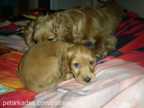 bıdık Dişi İngiliz Cocker Spaniel