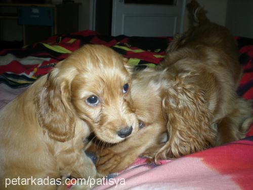 bıdık Dişi İngiliz Cocker Spaniel