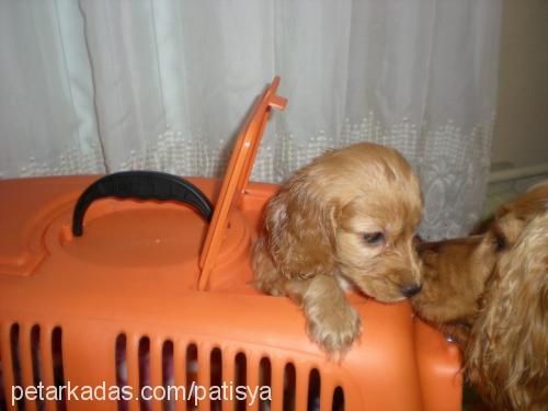 bıdık Dişi İngiliz Cocker Spaniel