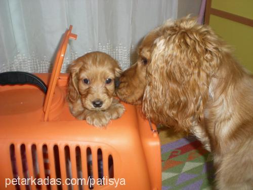 bıdık Dişi İngiliz Cocker Spaniel