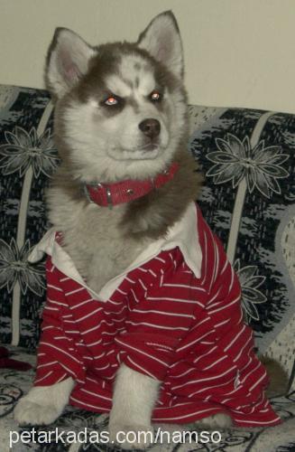 tİla Dişi Sibirya Kurdu (Husky)