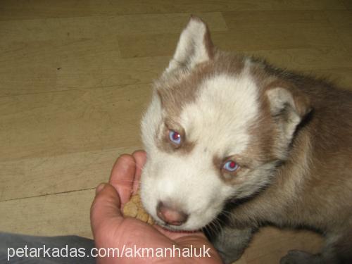 paşa Erkek Sibirya Kurdu (Husky)