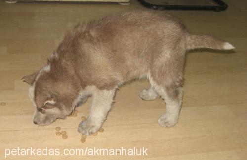 paşa Erkek Sibirya Kurdu (Husky)