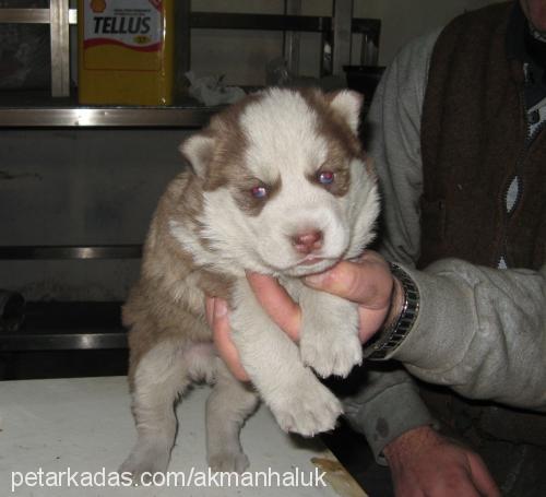 paşa Erkek Sibirya Kurdu (Husky)