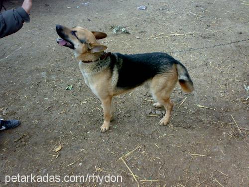 bulut Erkek Alman Çoban Köpeği