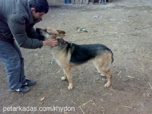 bulut Erkek Alman Çoban Köpeği