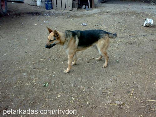 bulut Erkek Alman Çoban Köpeği