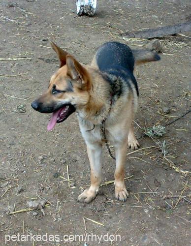 bulut Erkek Alman Çoban Köpeği