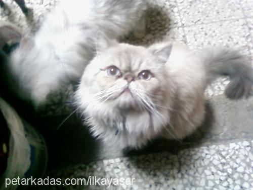 duman Erkek Exotic Shorthair