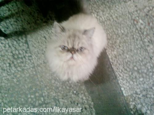 duman Erkek Exotic Shorthair