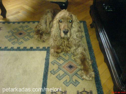 budi Erkek İngiliz Cocker Spaniel