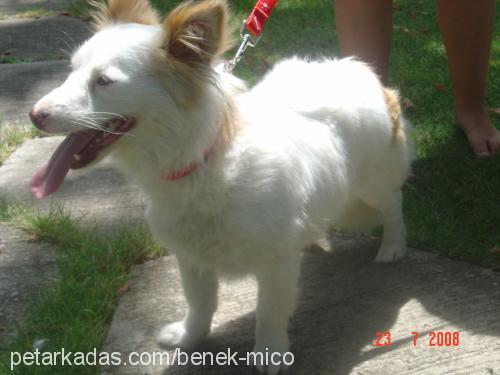 badem Dişi Samoyed