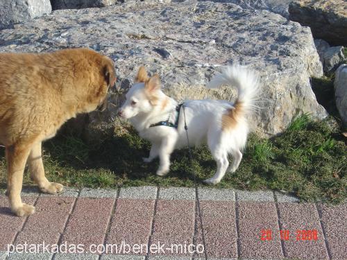 badem Dişi Samoyed