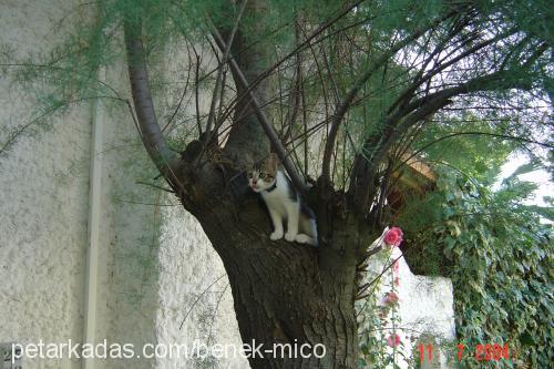 Benek Dişi Tekir Kedi