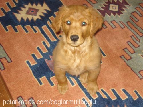 ceres Dişi Golden Retriever