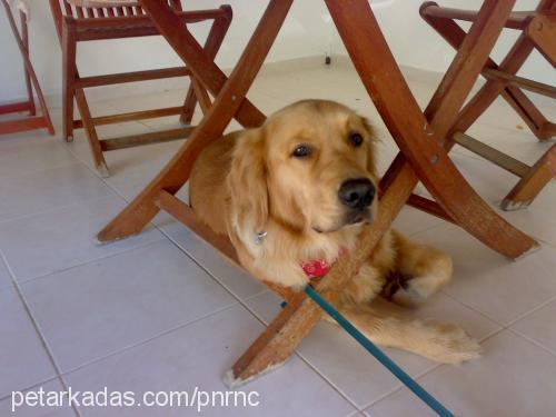 badem Erkek Golden Retriever